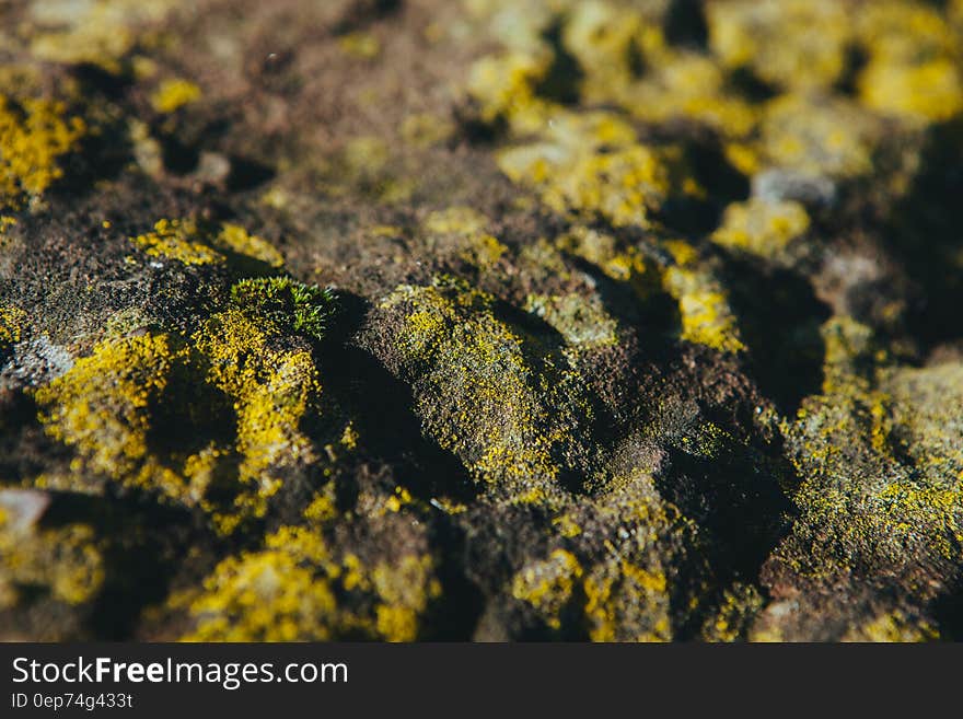 Green moss on rocks in the sunlight.