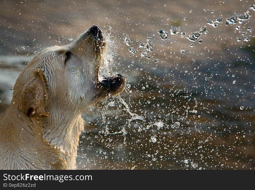 Brown Short Coated Dog Drinking Water