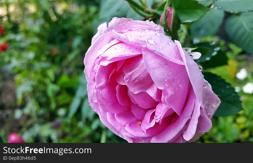 Selective Focus Photography of Pink Petaled Flower