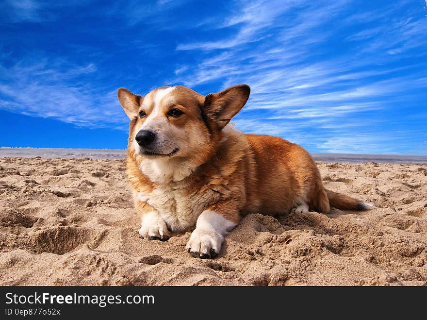 Pembroke Welsh Corgi Lying on the Sand Under White Cloud Blue Sky