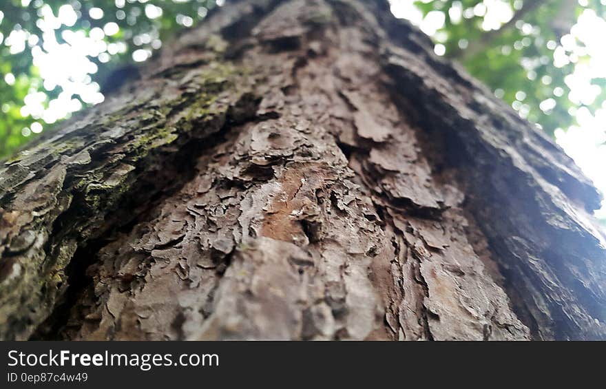 Closeup of old bark on a tree trunk looking upwards towards leafy canopy.