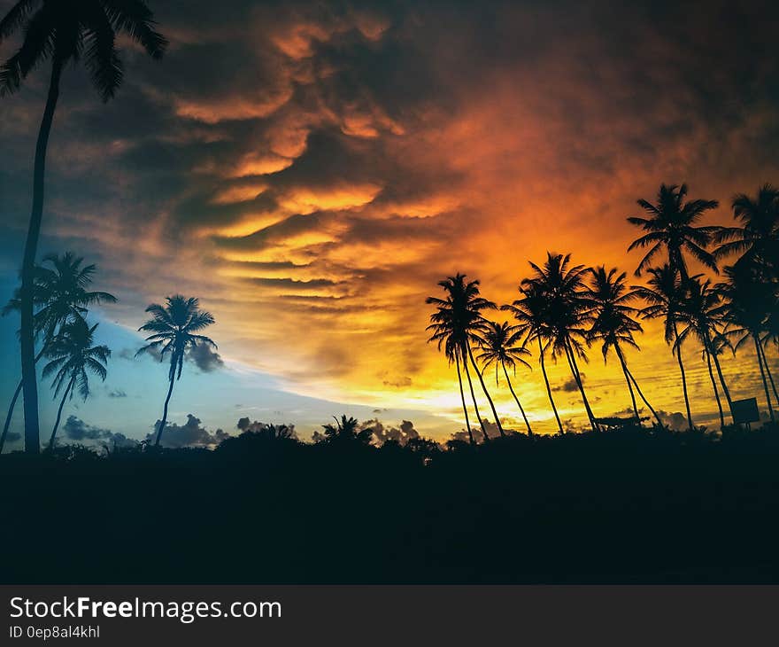 Silhouette of Coconut Trees Under Dark Clouds during Golden Hours