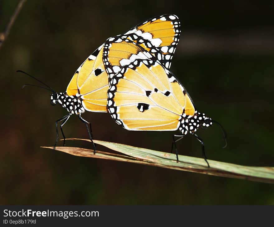 Yellow Black and White Monarch Butterfly