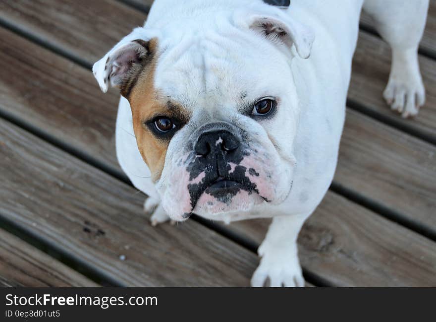 White and Brown Bulldog on Brown Wood Planks