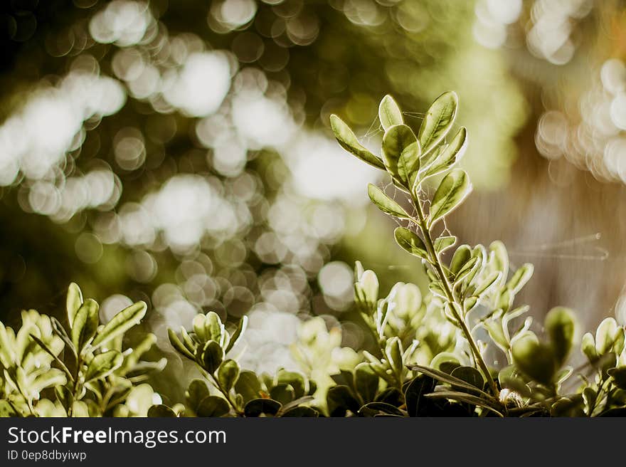 Selective Photograph of Green Plants at Daytime