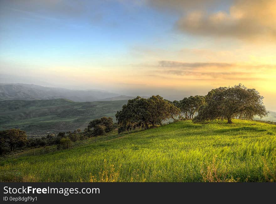 Trees Surrounded by Green Grass Field during Daytime