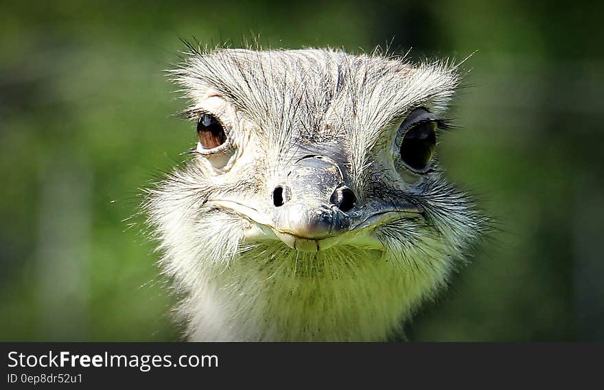 Ostrich Face during Daytime