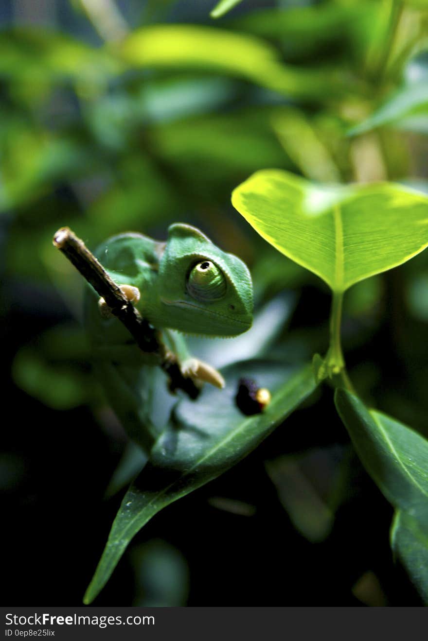 Green Chameleon on Tree Branch