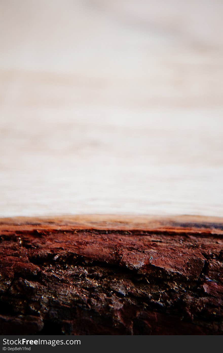 The surface of tree bark with sea on the background. The surface of tree bark with sea on the background.