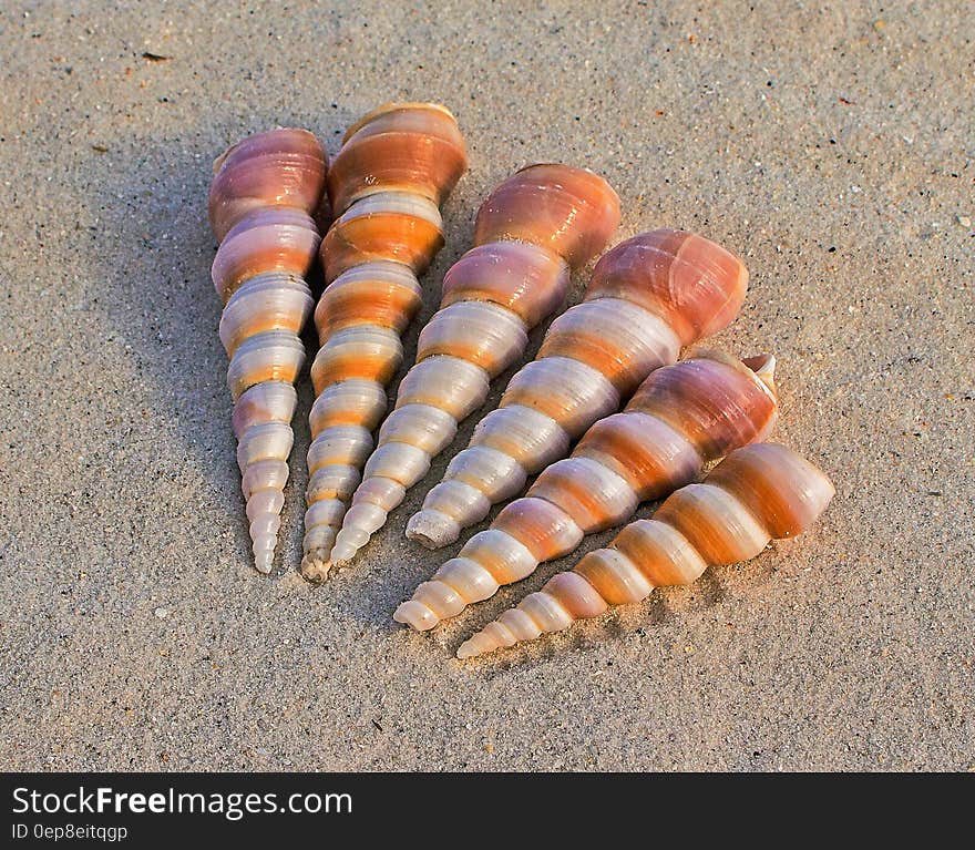 6 White and Brown Seashells on Sand at Daytime