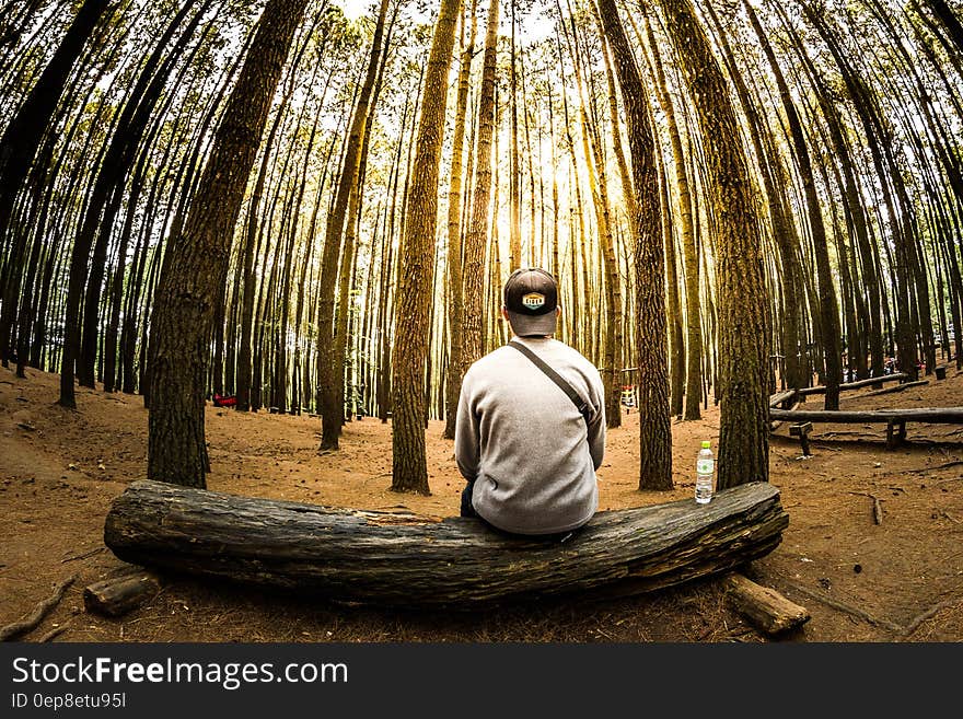 Man Siting on Log in Center of Forest Panoramic Photo