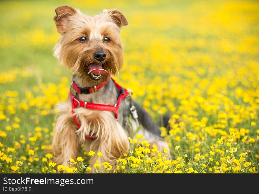 Tan and Black Yorkshire Terrier