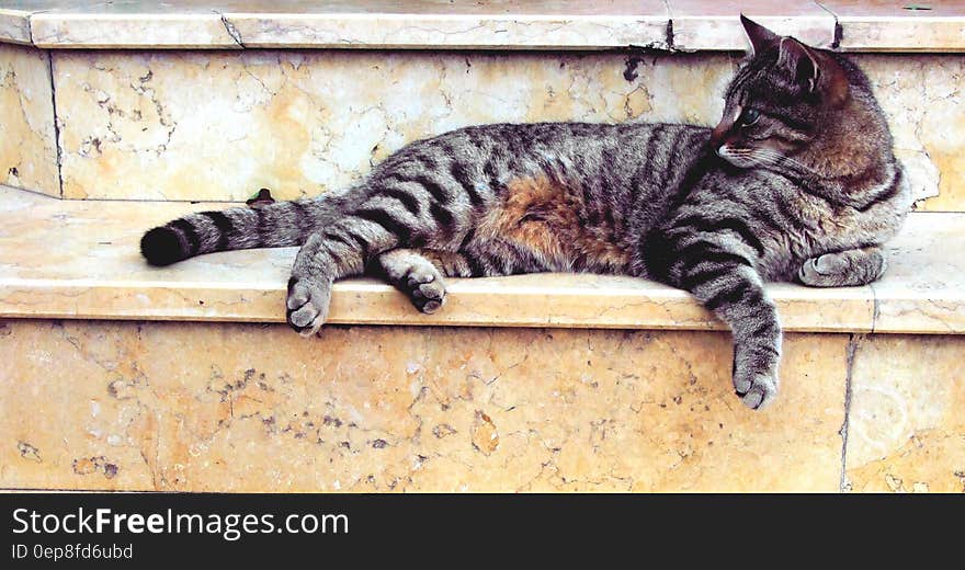 Grey Cat Lying in Marble Stairway