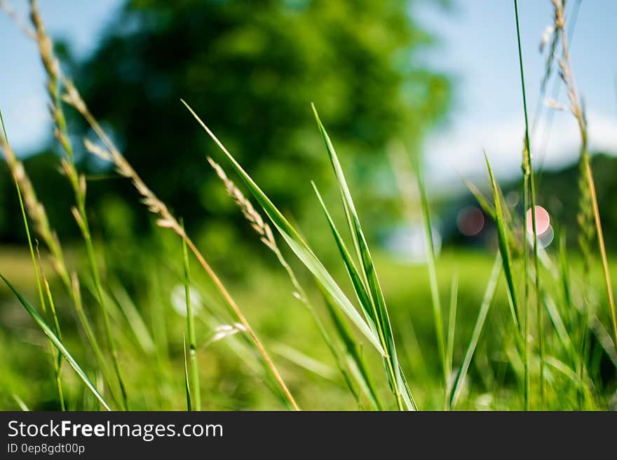 Green Grass during Daytime in Focus Photography