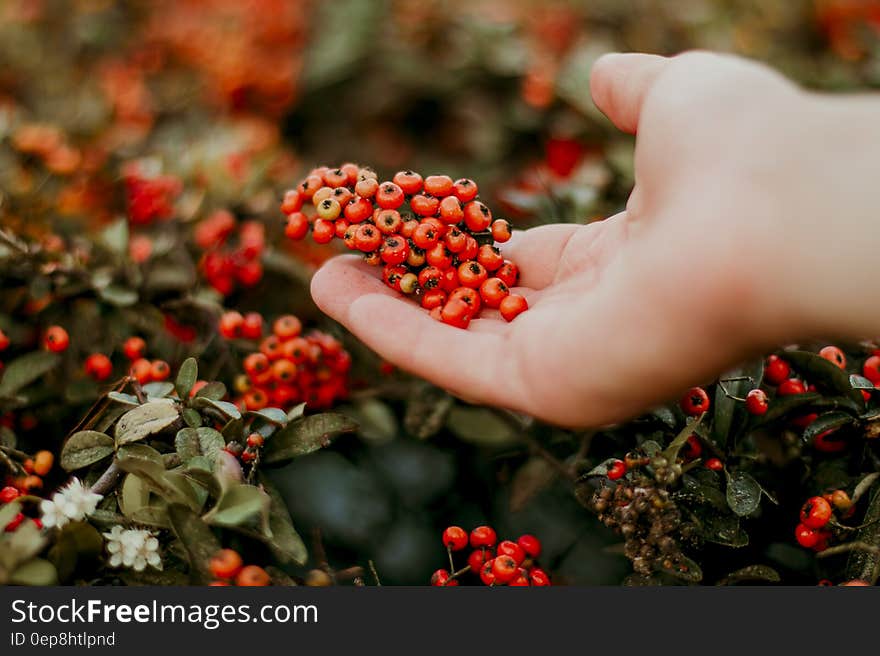 Red Round Fruit