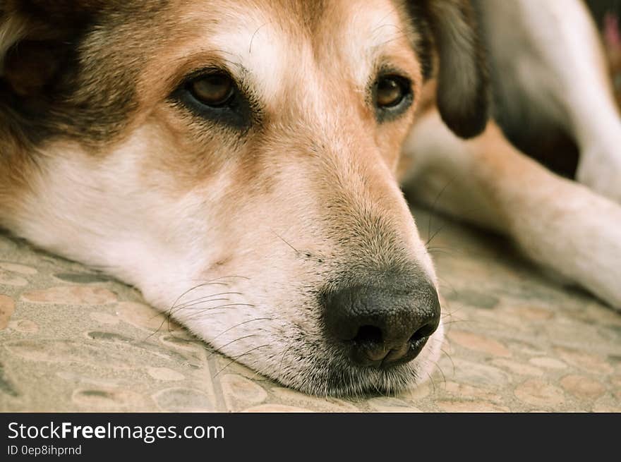 Black and Tan Short Coat Medium Size Dog Lying on Floor