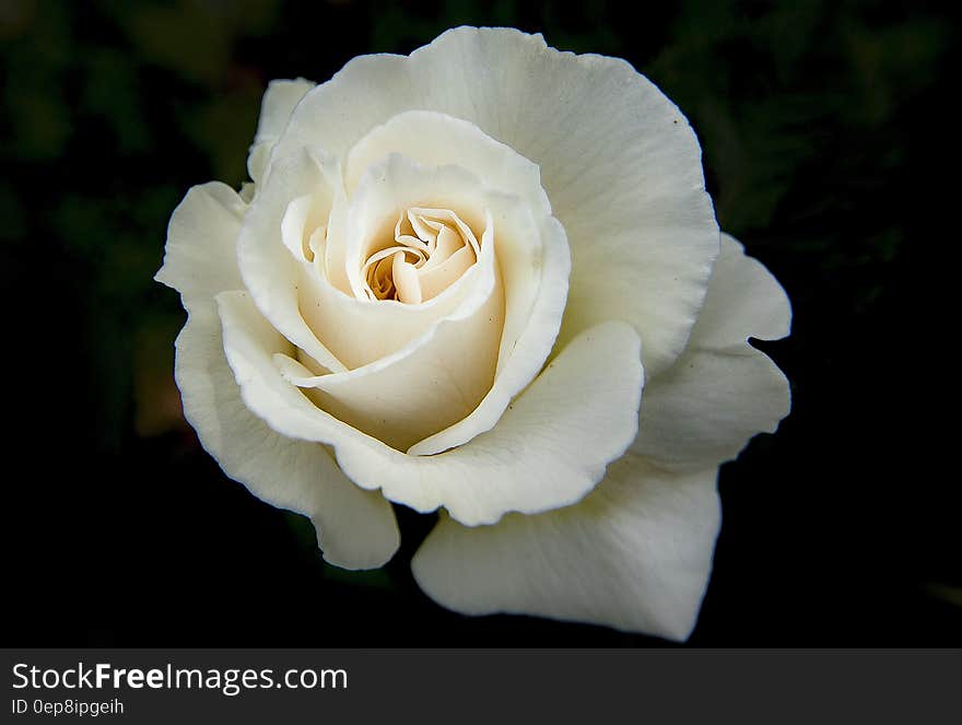 White Rose