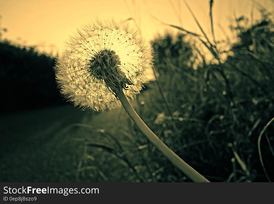 Close Up Photography of Dandelion