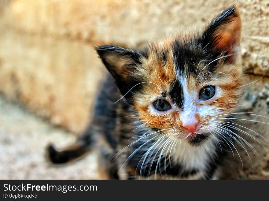 Calico kitten in outdoor portrait on sunny day.