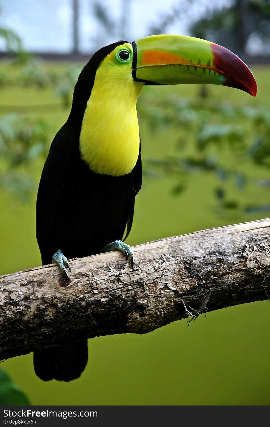 Portrait of yellow and black Toucan parrot on pole in sunny outdoors. Portrait of yellow and black Toucan parrot on pole in sunny outdoors.