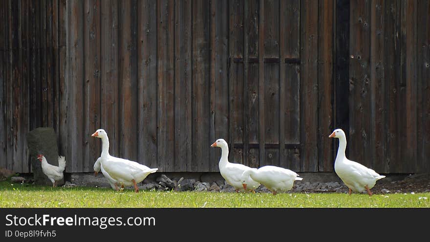 4 White Goose