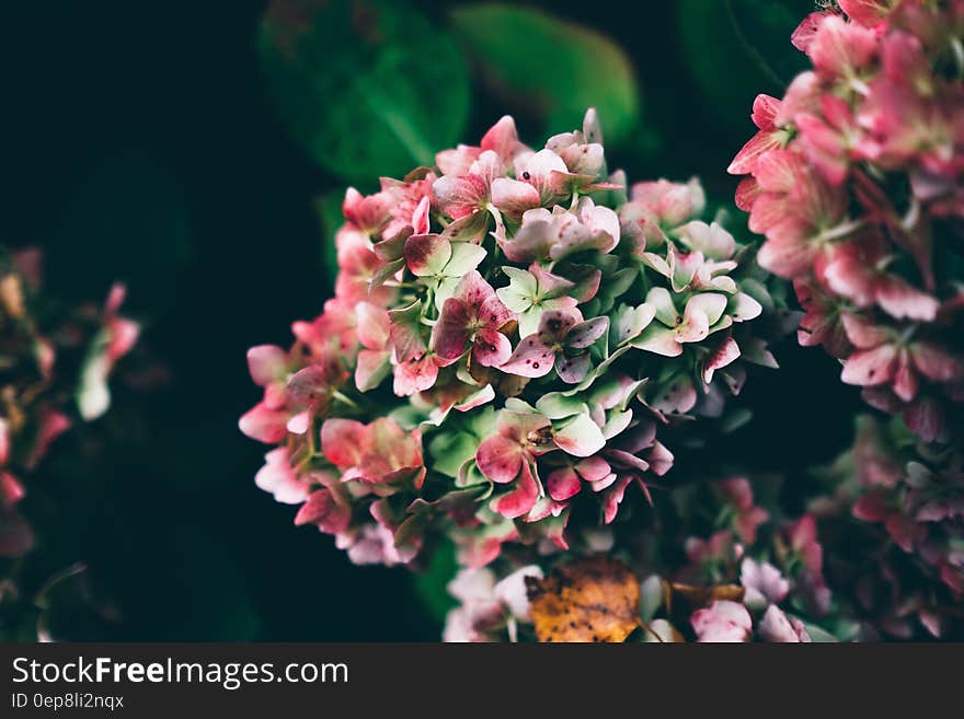 Closeup of blooming pink flowers with dark background.