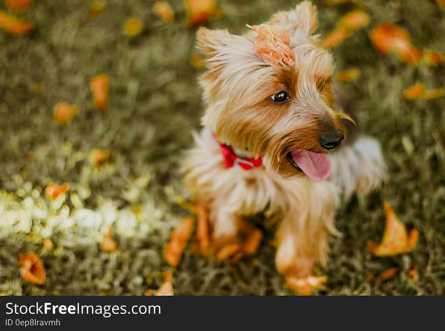 Fawn Australian Terrier Sitting on Grass