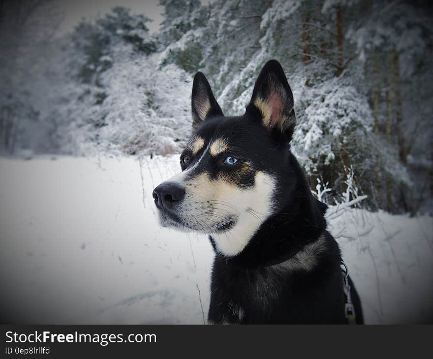 Black White and Tan Eas Siberian Laika Dog in Snow