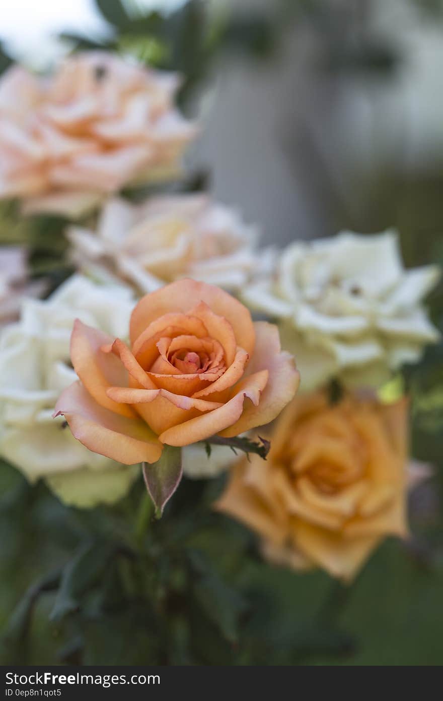 Focused Photography of Peach Flower