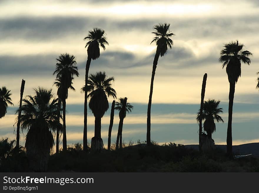 Silhouette of Trees Under Cloudy Sky during Daytime