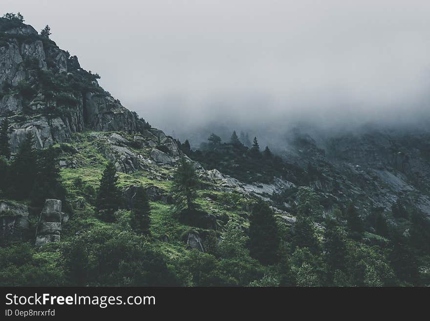 Green Leafed Trees during Fog Time