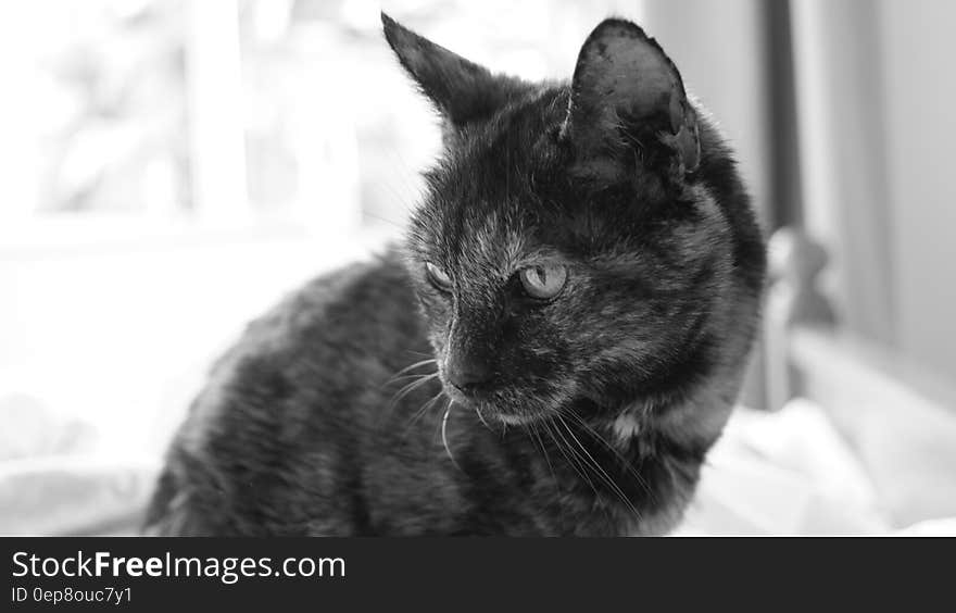 Grayscale Photography of Cat