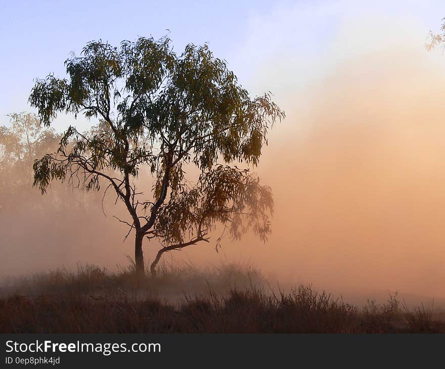 A tree standing in dust or fog. A tree standing in dust or fog.