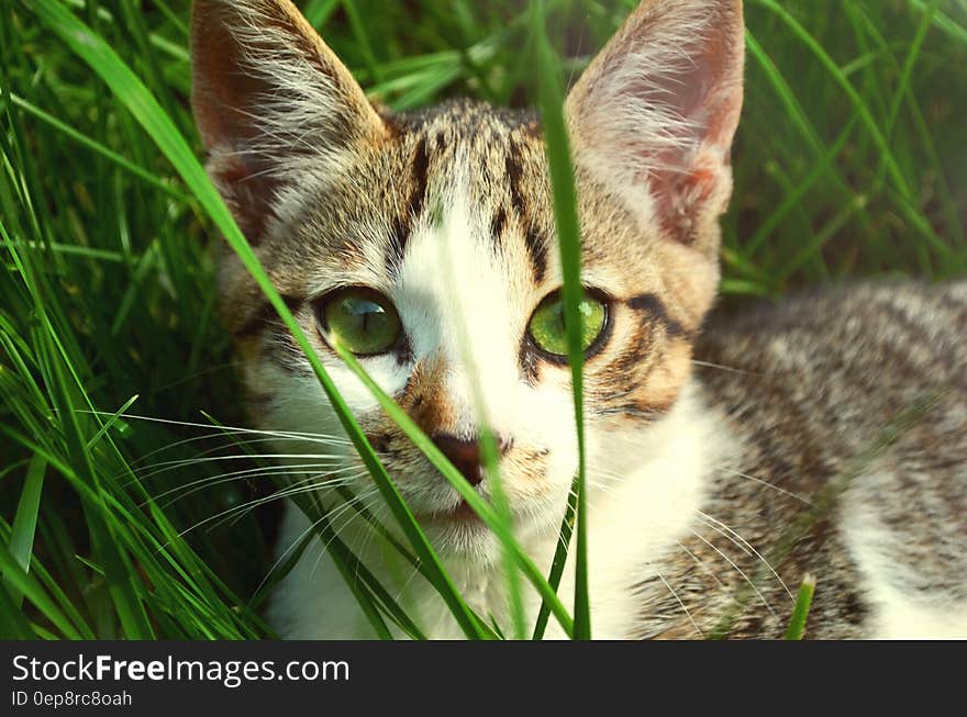 A cat hiding in green grass. A cat hiding in green grass.