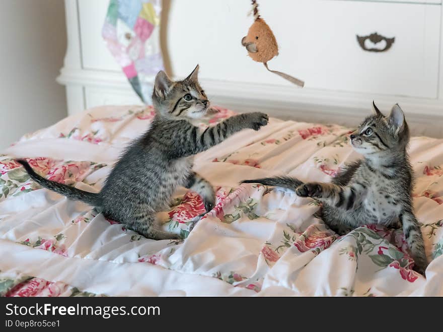 Tabby Kittens on Floral Comforter