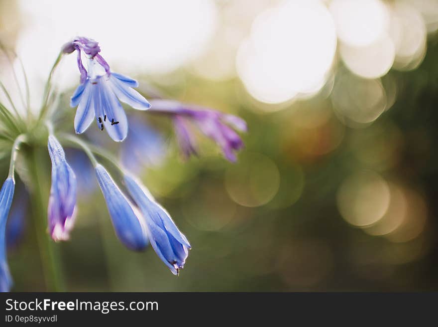 Flower on Bukeh Photograph