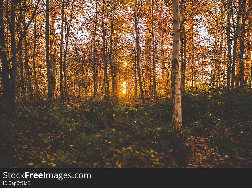 Green Leaf Plant On Forest