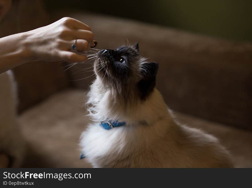 Himalayan Cat