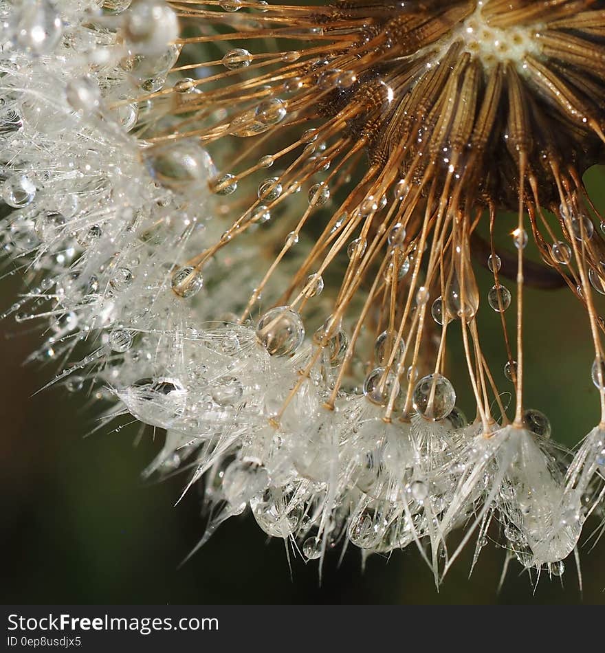 Close up of dandelion seed head with dew drops. Close up of dandelion seed head with dew drops.