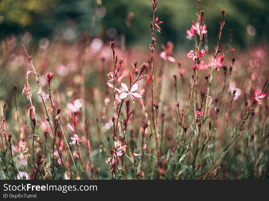 Pink and White Petaled Flower in Closeup Photography at Daytime