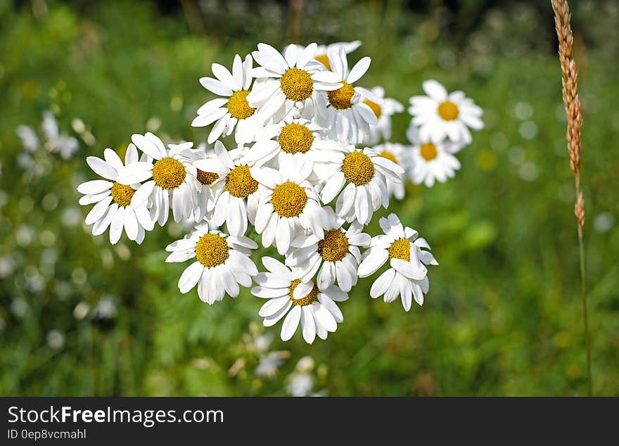 A bunch of chamomile flowers with blurred greenery in the background.