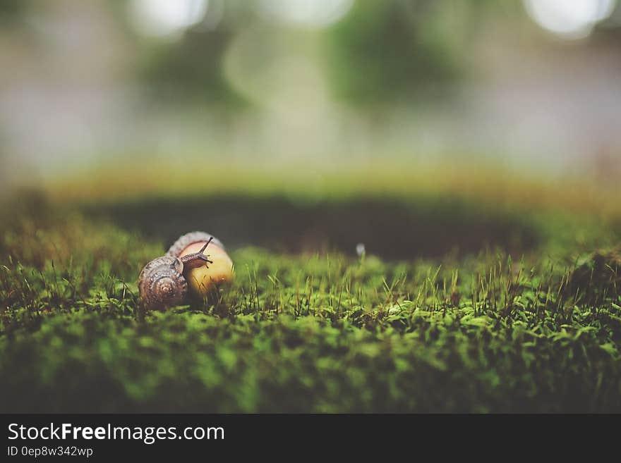 Macro Shot Photography of Brown Snail