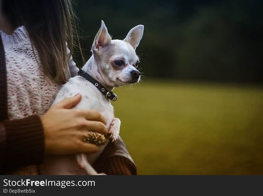 White Tan Smooth Chihuahua