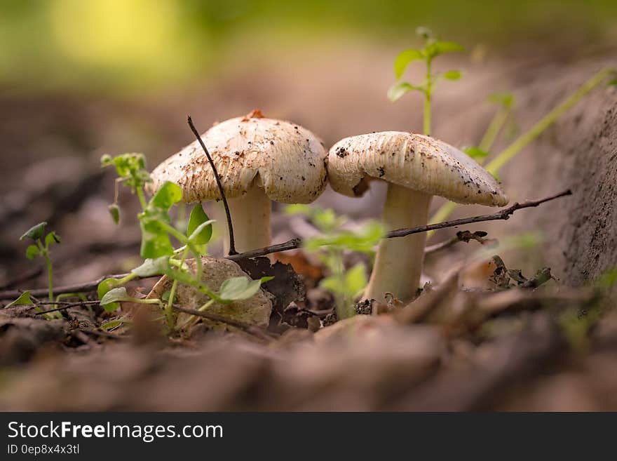 Close up of mushrooms growing on ground in sunlight. Close up of mushrooms growing on ground in sunlight.