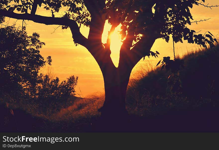 Silhouette of tree on hillside against setting sun. Silhouette of tree on hillside against setting sun.