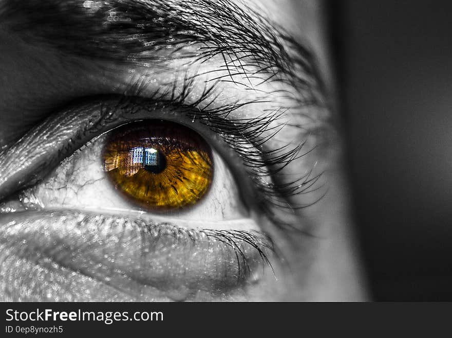 Close up of brown eye in black and white face. Close up of brown eye in black and white face.