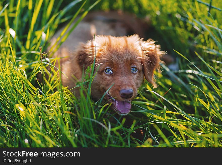 Brown Short Haired Puppy Lying on Green Grass Field during Daytime