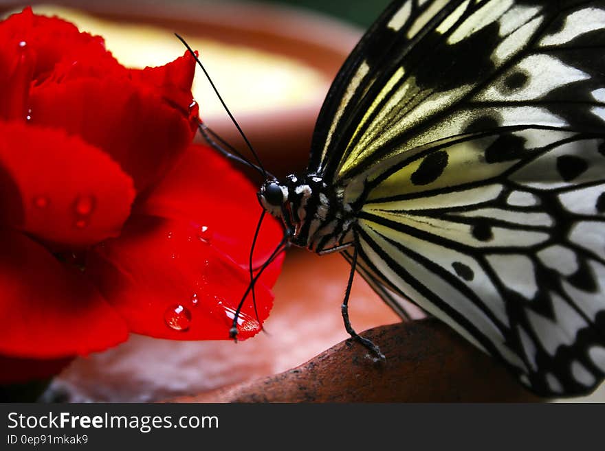 Black and White Butterfly on Red Flower