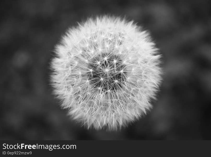 Close up of dandelion seed head in black and white.