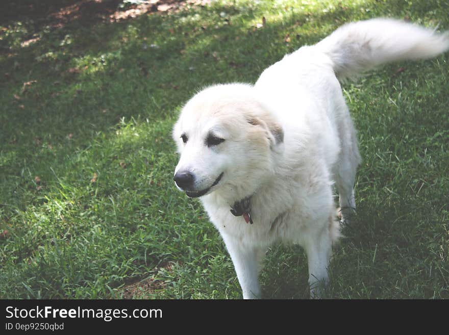 White Coated Dog on Top of Green Grass Field